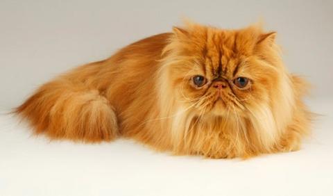 قطط الشيرازي و تربية القطط الشيرازى – عالم