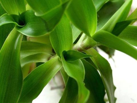 نبات كاليسيا المعطر (الشارب الذهبي) – الوصف ،