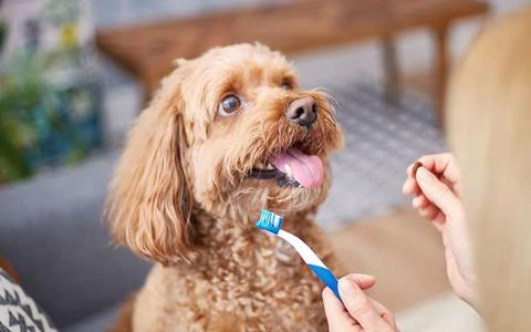 امراض اسنان الكلاب + الوقاية والعلاج