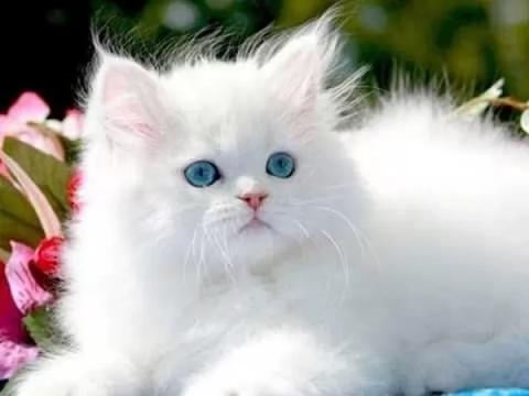 تاريخ ورعاية القطط الفارسية بالصور