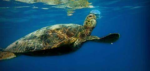 كيف تتنفس السلاحف البحرية ؟