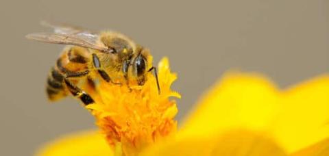 كم عدد الأجنحة التي تمتلكها النحلة ؟