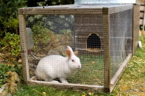 كيفية تربية الأرانب و تربية الارانب في المنزل
