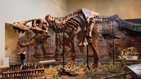 10 أشهر حفريات ديناصورات