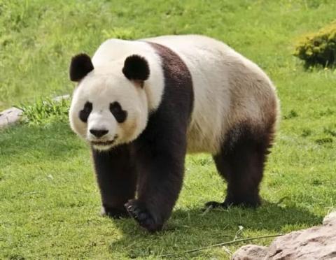 معلومات مذهلة عن الباندا العملاق بالصور