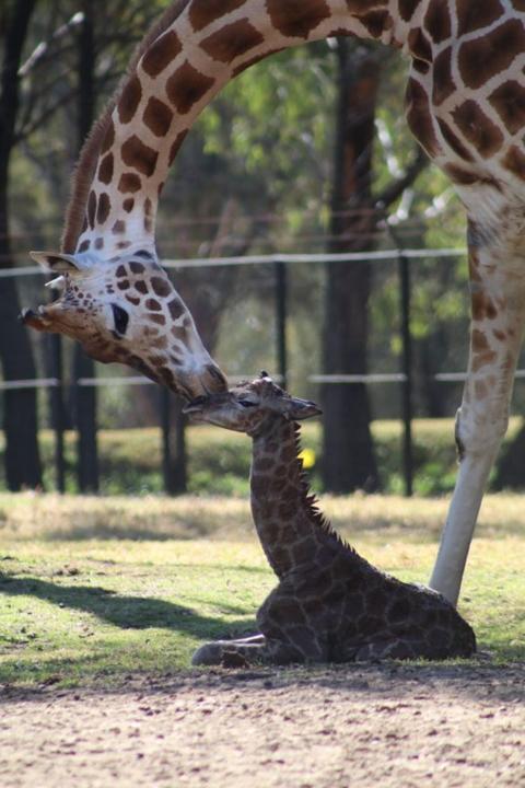 طفلتان من الزرافات ولدتا في حديقة حيوان تارونغا