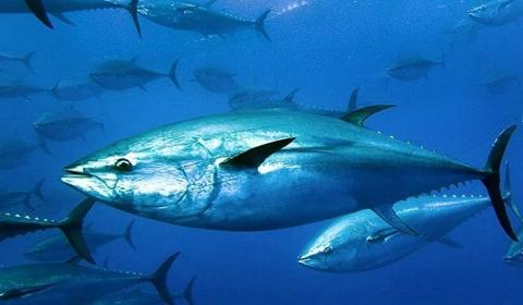 معلومات عن سمك التونة