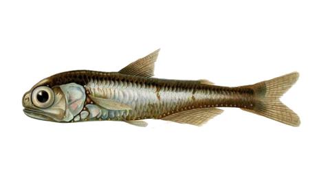 معلومات عن سمكة الفانوس