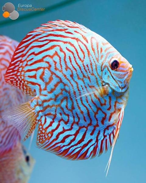 كيف تتنفس الأسماك تحت الماء؟