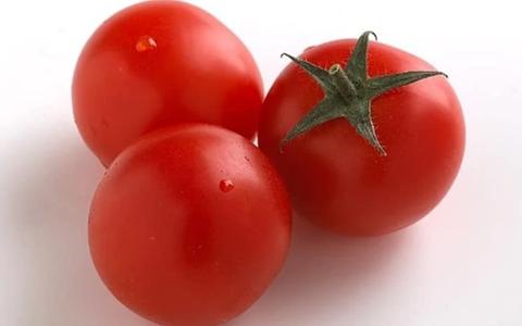 كم من الوقت يستغرق زراعة الطماطم ؟