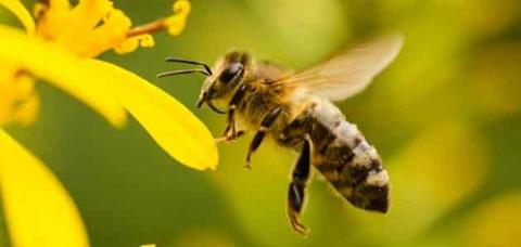 بحث عن الحشرات النافعة مثل النحل