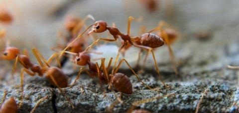فوائد قرصة النمل