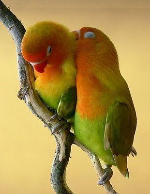 عصافير الحب