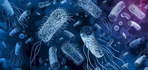 أين تعيش البكتيريا ؟