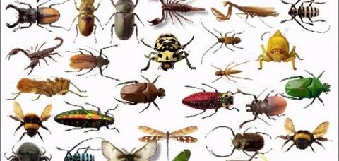 أنواع الحشرات وأسمائها