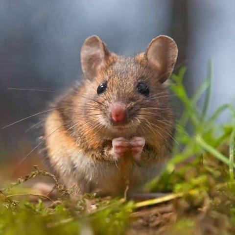 أنواع الفئران