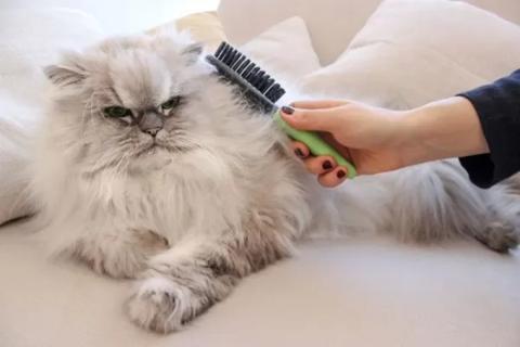 كيف تتعاملين مع تساقط شعر القطط ؟