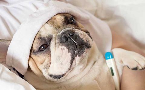 لا تخلط بين انفلونزا الكلاب ونزلات البرد! +