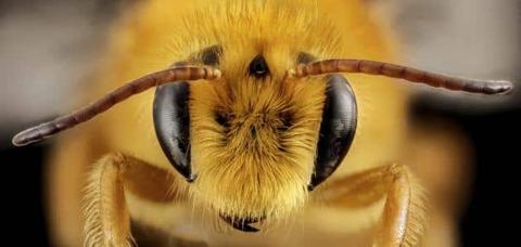 كيف تتنفس النحلة؟