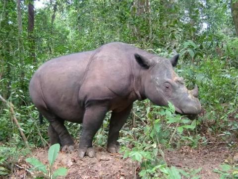 ماذا تعرف عن وحيد القرن السومطري؟