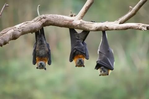 معلومات عن الخفافيش