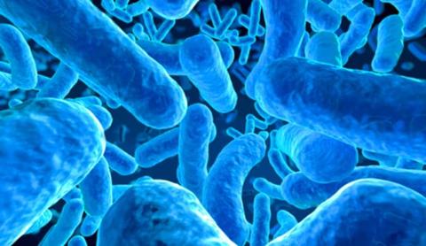 تعريف البكتيريا وماهي البكتيريا ؟