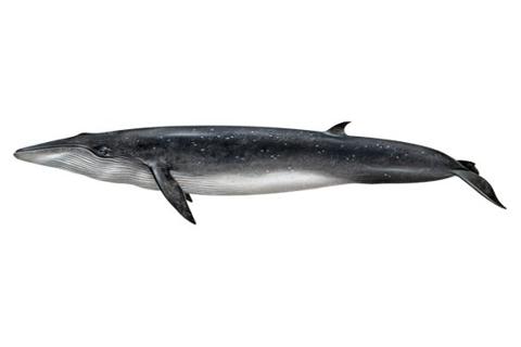 ما هي أنواع الحيتان؟