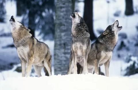 معلومات عن الذئب الرمادي أكبر عائلة من الكلاب
