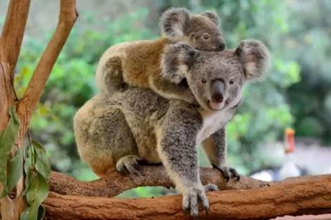 معلومات مذهلة عن حيوان الكوالا بالصور