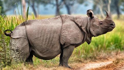 معلومات عن حيوان وحيد القرن