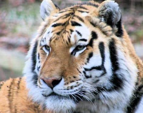 نمر البنغال (Panthera Tigris Tigris) - الحيوانات