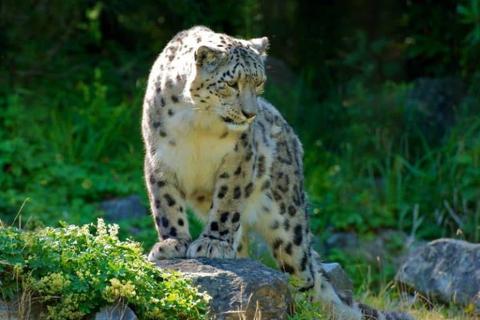 نمر الثلج Snow Leopard