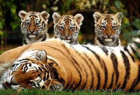 نمر الملايو (Malayan Tiger) – الحيوانات