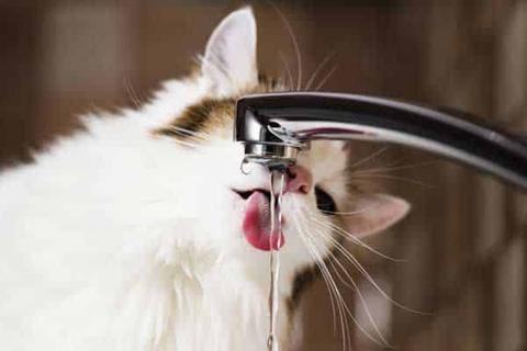 هل قطتك لا تشرب الماء؟ 10 طرق لجعل قطتك تشرب