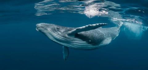 كم يزن الحوت الازرق ؟