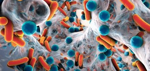 كيف يمكن أن تكون البكتيريا مفيدة للإنسان ؟
